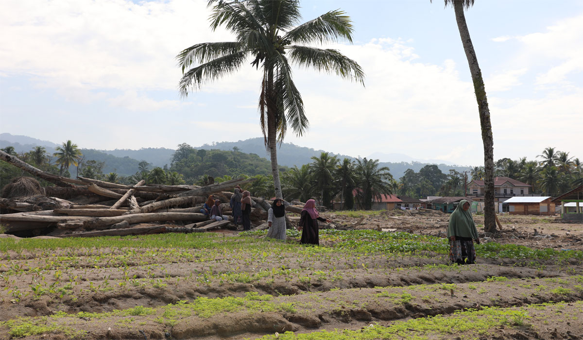 Tak Disangka! Ide Brilian Akademisi Ini Bantu Petani Tapanuli Bangkit Lagi Setelah Bencana